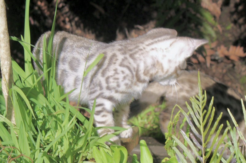 Exceptional Bengal Cubs62863237009281114