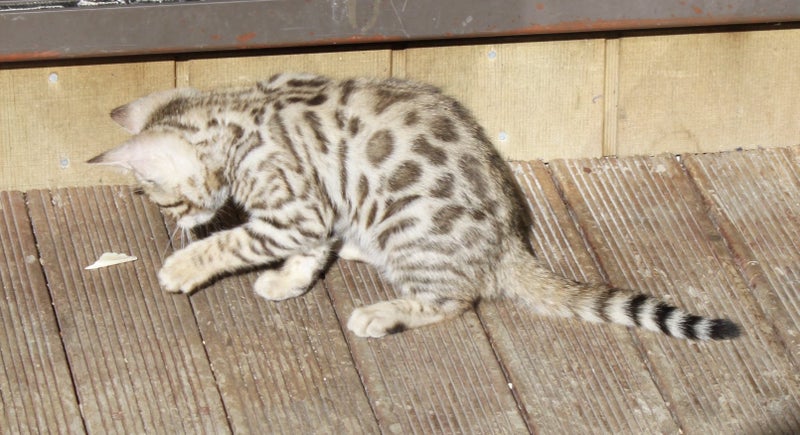 Exceptional Bengal Cubs62863237009281114