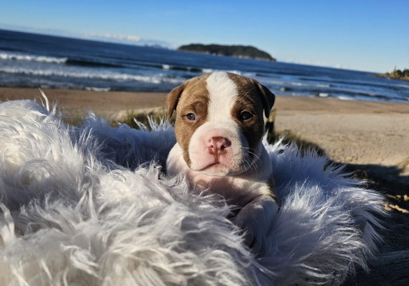 American Bullys Puppies Carousel 1