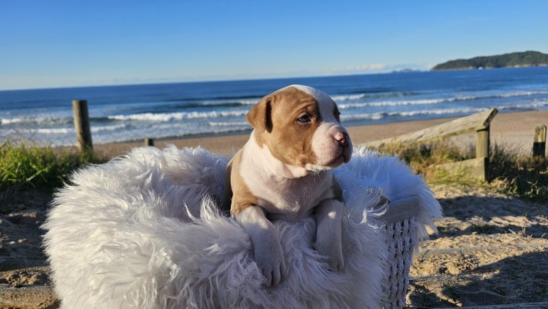 American Bullys Puppies Carousel 2