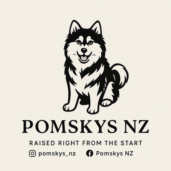 Pomskys NZ || Mini Husky Puppies62864732673793111