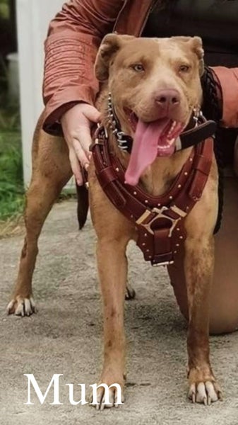 3 X Bred Pups62865824503938113