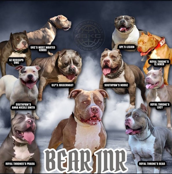 American Bullys Puppies Carousel 13