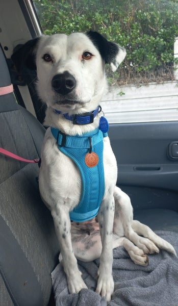 Pound Paws Rescue - Lillie, Oamaru Carousel 2
