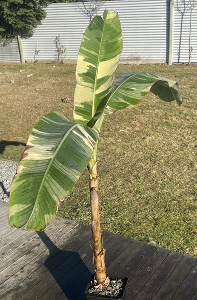 Free shipping - Large Royal Hawaiian Ae Ae Variegated musa rare banana plant63001518995586111