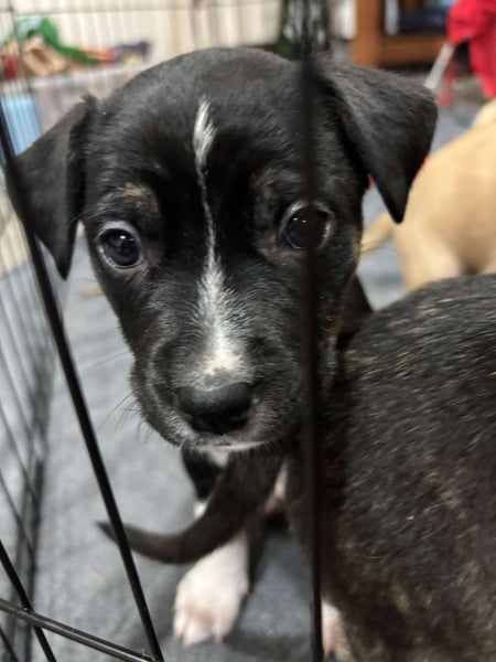 Amstaff cross Carousel 2