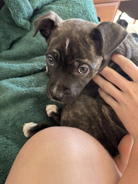 Amstaff cross Carousel 1