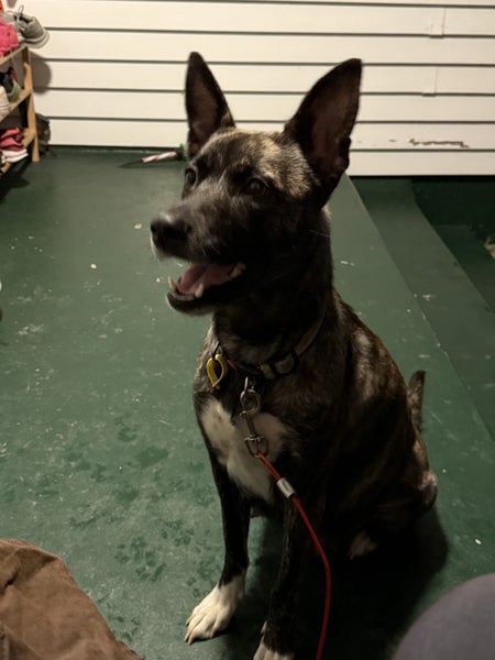 Amstaff cross Carousel 9