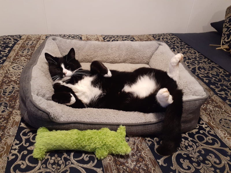Max the cat Carousel 2