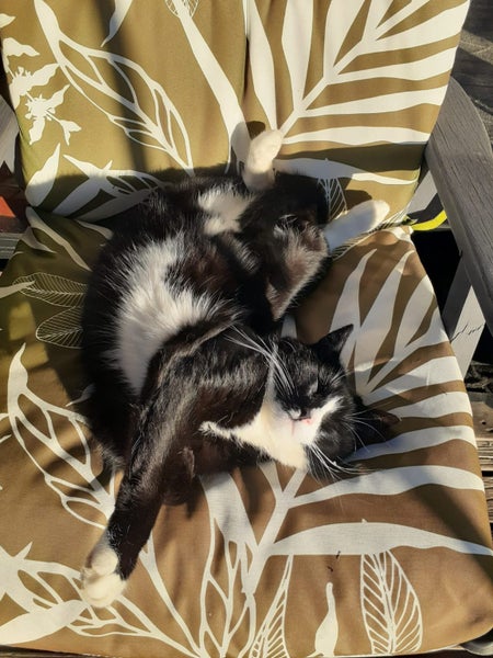 Max the cat Carousel 4