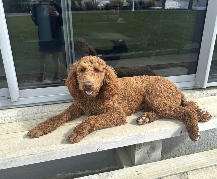 Labradoodle puppies. Carousel 1