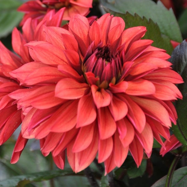 Dahlia Danique single tuber double blooms in vivid magenta and coral red Carousel 1