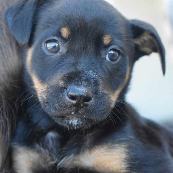 Auckland Puppy Rescue - PLUTO ( female) Carousel 1
