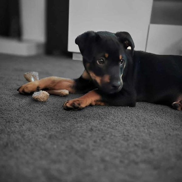 Auckland Puppy Rescue - PLUTO ( female) Carousel 5