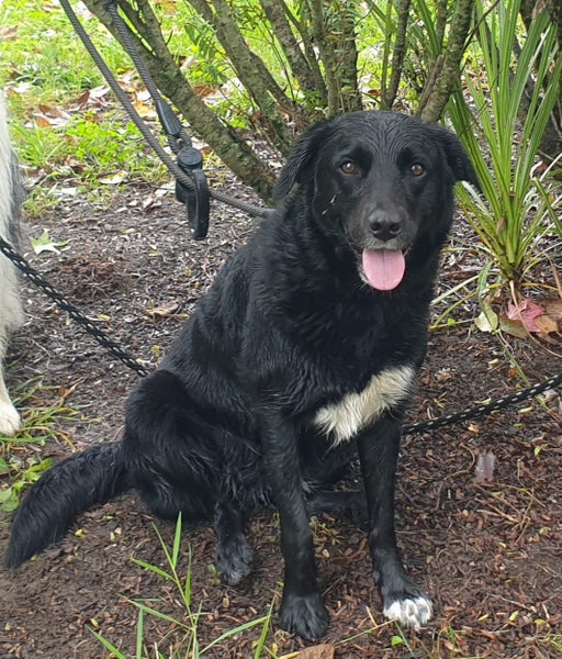 Labrador x Collie (female) Carousel 2