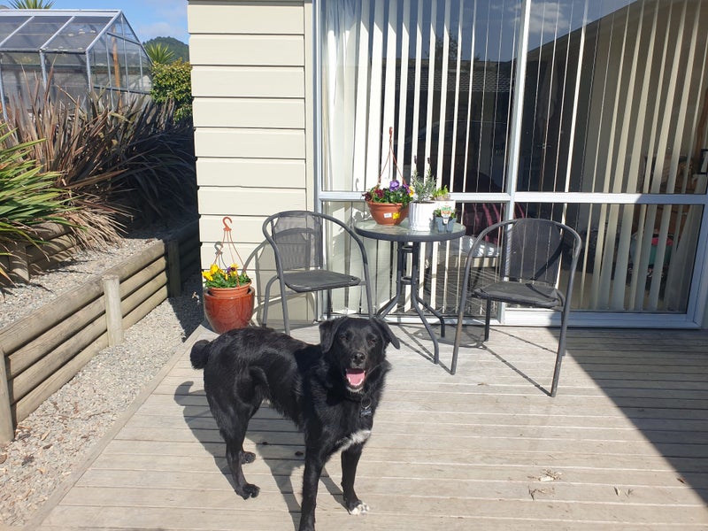 Labrador x Collie (female) Carousel 1