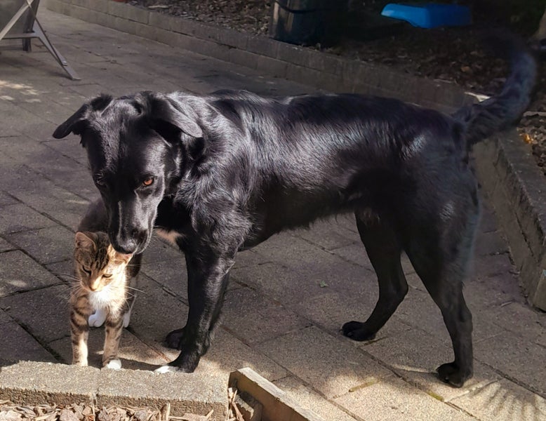 Labrador x Collie (female) Carousel 4