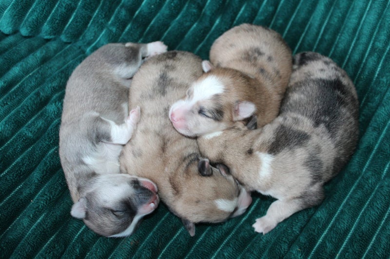 Pomskys NZ || Mini Husky Puppies62864732673793112