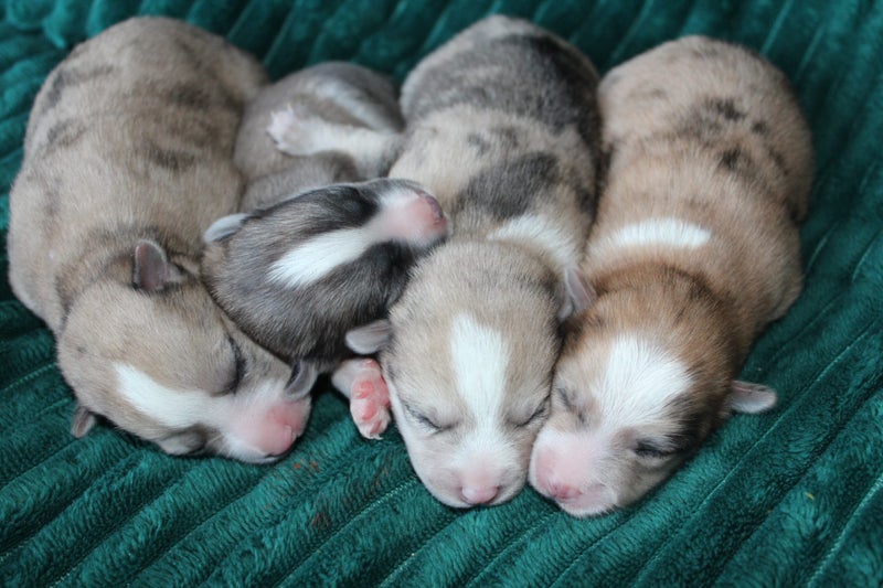 Pomskys NZ || Mini Husky Puppies62864732673793113
