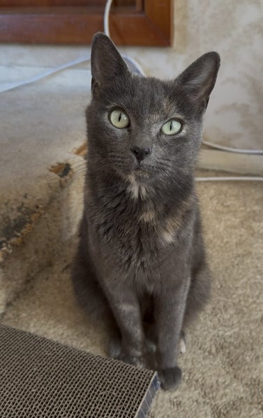 CAT RESCUE CHRISTCHURCH - Ready for Adoption - Pippa Carousel 1