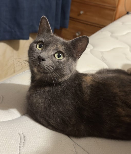CAT RESCUE CHRISTCHURCH - Ready for Adoption - Pippa Carousel 2
