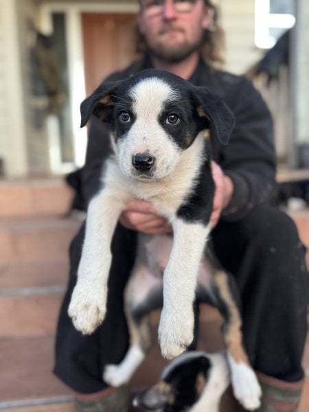 Puppies Carousel 8
