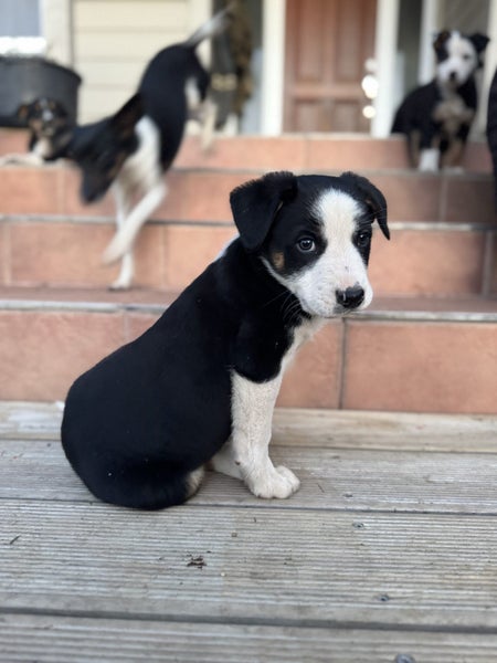 Puppies Carousel 2
