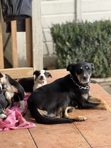 Puppies Carousel 1
