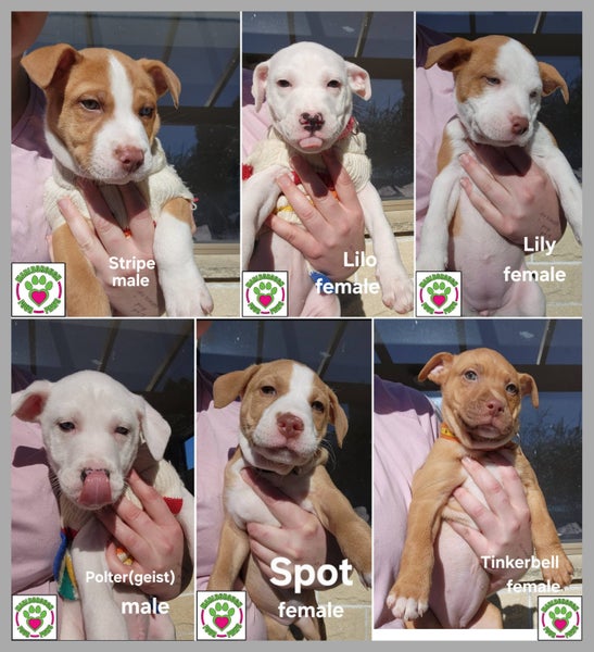 Jack Russell/Staffy Puppies - Marlborough Four Paws Rescue Carousel 1