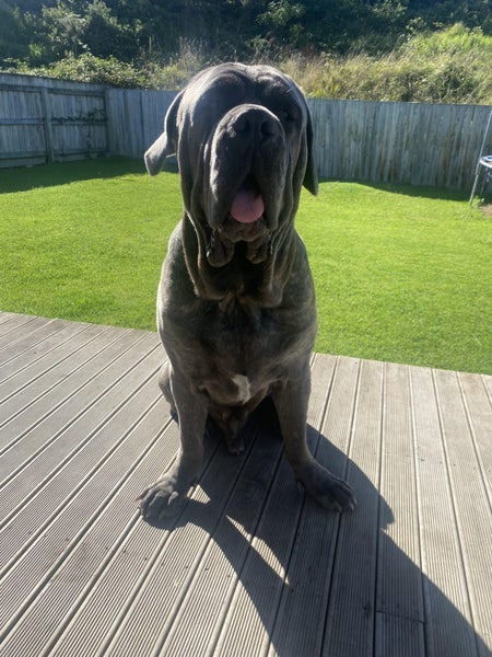 Neapolitian Mastiff Carousel 1