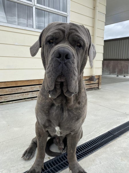Neapolitian Mastiff Carousel 2