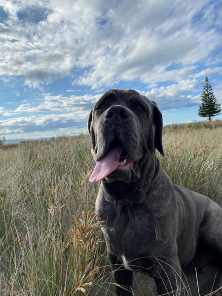 Neapolitian Mastiff Carousel 7
