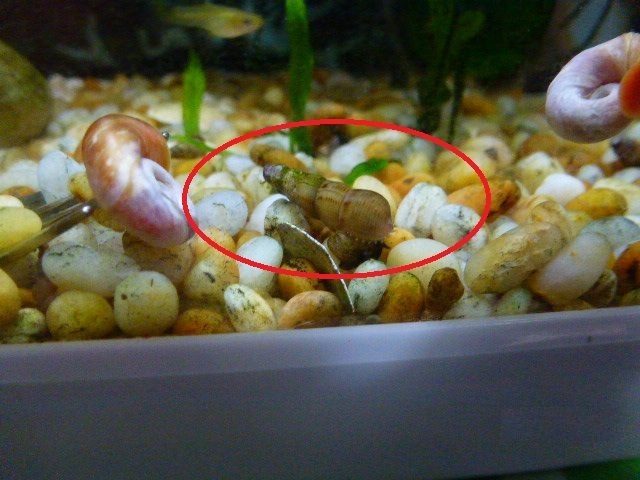 10 x Malaysian Trumpet Snails Carousel 1