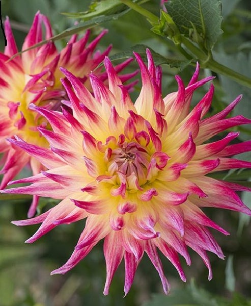 Dahlia Electric Flash clump of 3 or more tubers semi-cactus apricot vivid pink Carousel 1