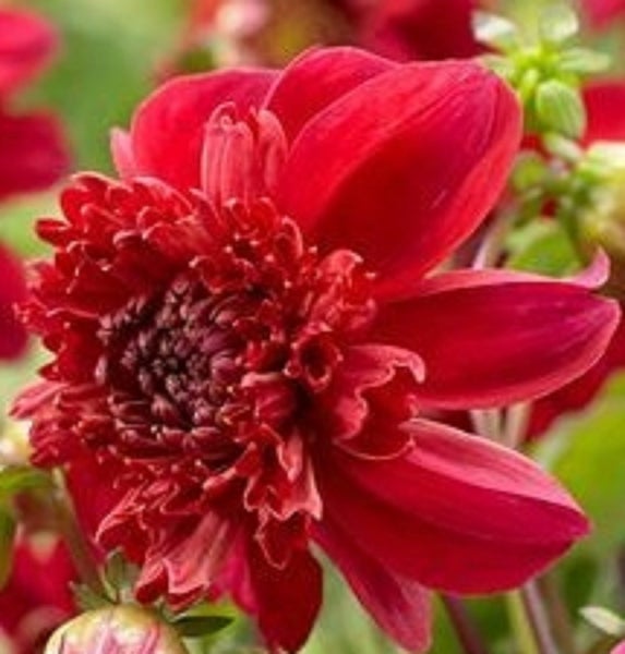 Dahlia Inca single tuber anemone form bright red with deep red frilly centre Carousel 1