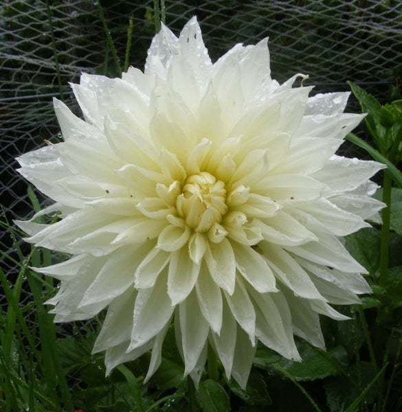 Dahlia Fleurel clump of 3 tubers dinner plate white with cream centre Carousel 1