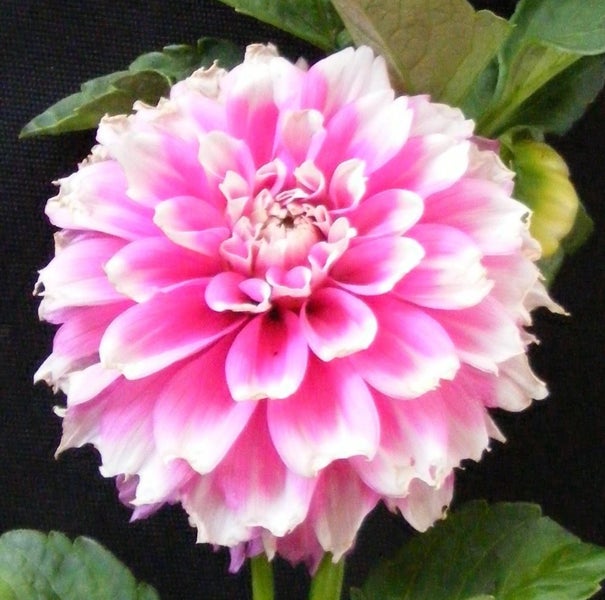 Dahlia Fuzzy Wuzzy clump of 3 or more tubers pink white fimbricated Carousel 1