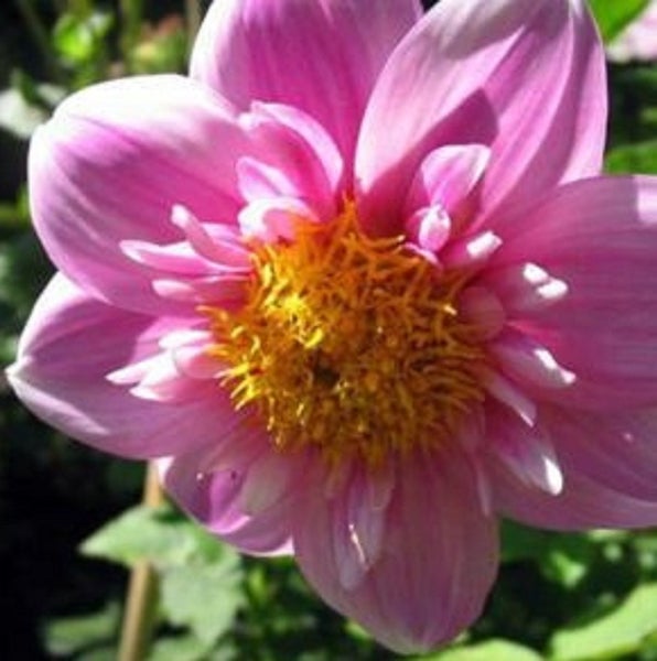 Dahlia Hartenaas clump of 3 tubers pink collarette Carousel 1