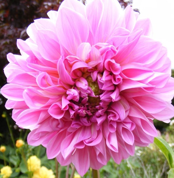 Dahlia Le Baron 1 tuber gorgeous soft pink decorative Carousel 1