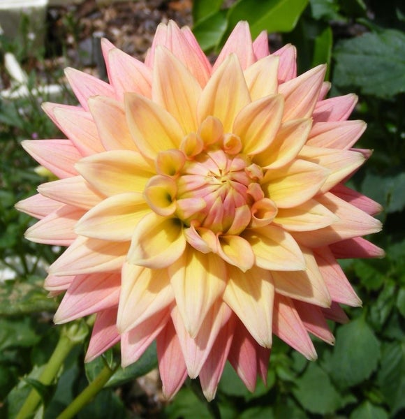 Dahlia Peaches and Cream clump of 3 tubers dinner plate peach creamy yellow Carousel 1