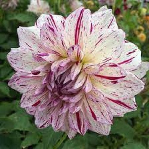 Dahlia Prince Valiant single tuber stunning variegated lilac-purple stripes Carousel 1