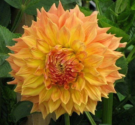 Dahlia Rhanna Tammy clump of 3-4 tubers gorgeously bronzed exhibition Carousel 1