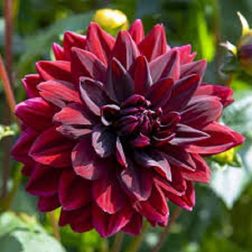 Dahlia Sam Hopkins single tuber ravishing red to blackish large flowers Carousel 1