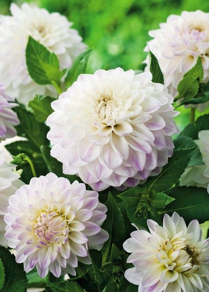 Dahlia Wittem White Pearl clump of 3 or more tubers white with lilac blushes Carousel 1