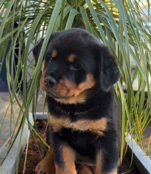 Rottweiller Puppies Carousel 1