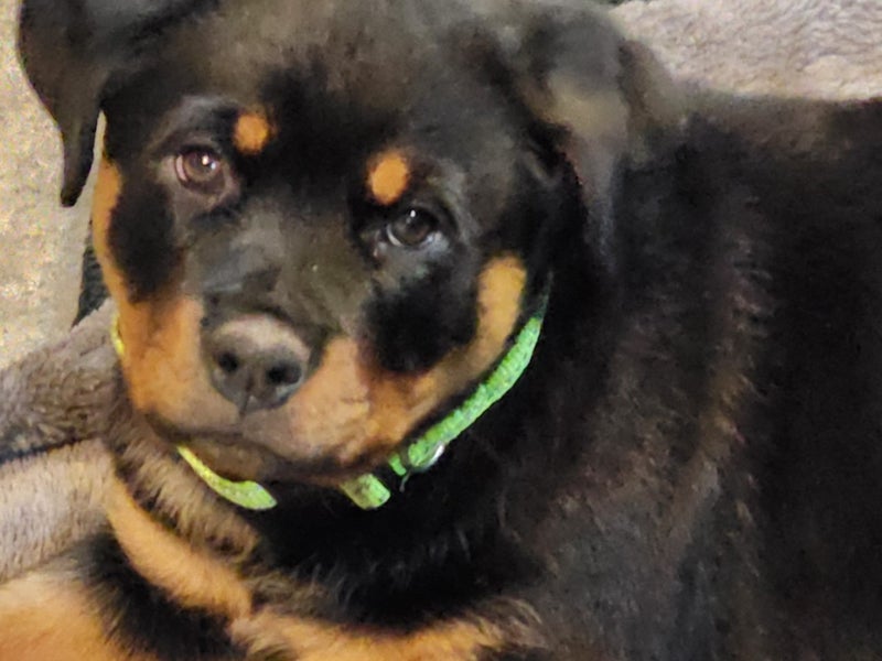 Rottweiller Puppies Carousel 2