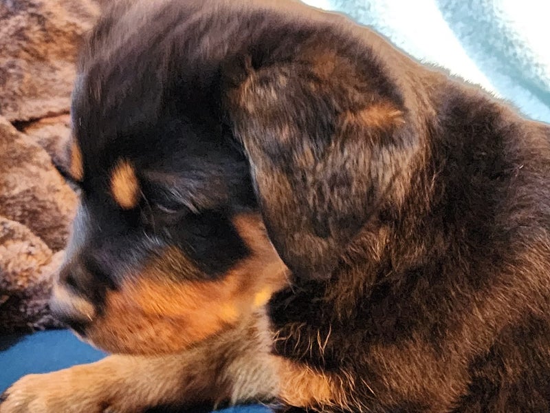 Rottweiller Puppies Carousel 9