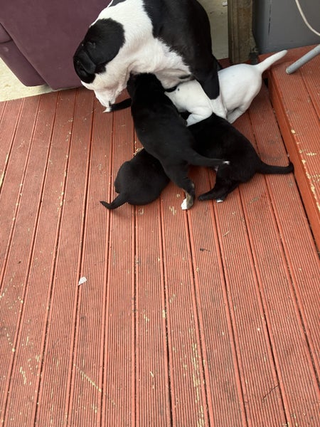 Puppies Carousel 1