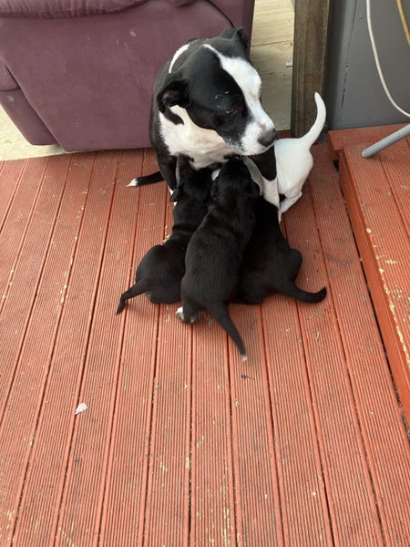 Puppies Carousel 2