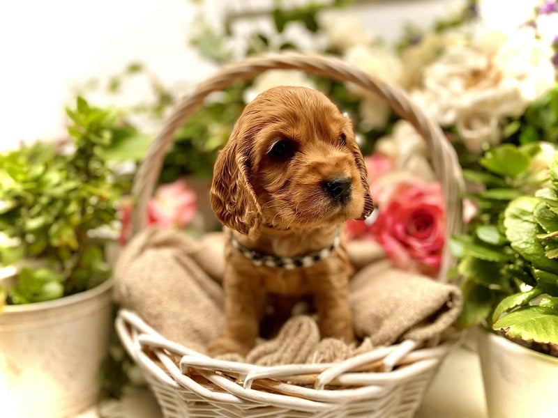 Purebred Cocker Spaniels62863235932162114